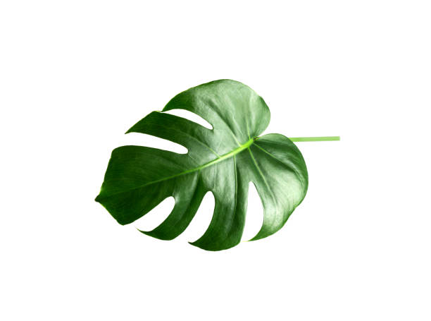 green monstera leaf isolated on white background. tropical plant popular in home decor. - garden decoration stock pictures, royalty-free photos & images