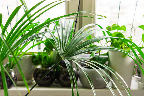 green tropical houseplants and home flowers in flowerpots on windowsill. home greenhouse gardening. - garden decoration stock pictures, royalty-free photos & images