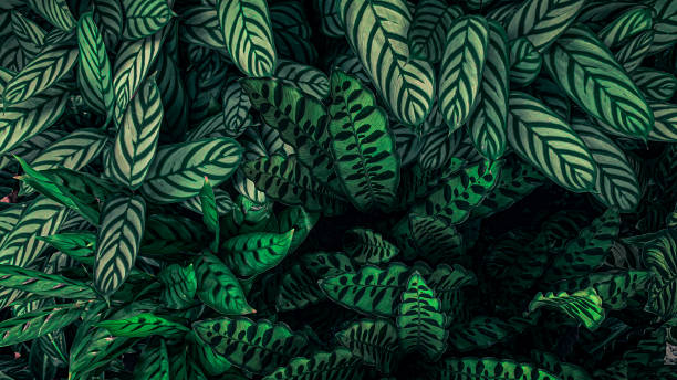 green tropical leaf. - garden decoration stock pictures, royalty-free photos & images