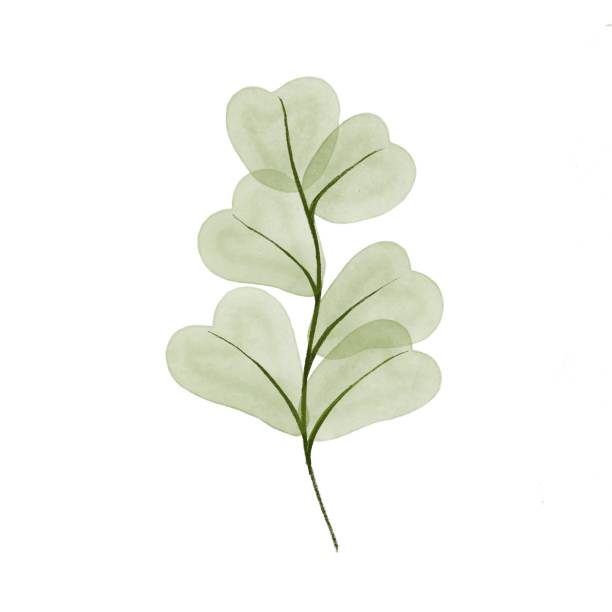 green watercolor plants - garden decoration stock pictures, royalty-free photos & images