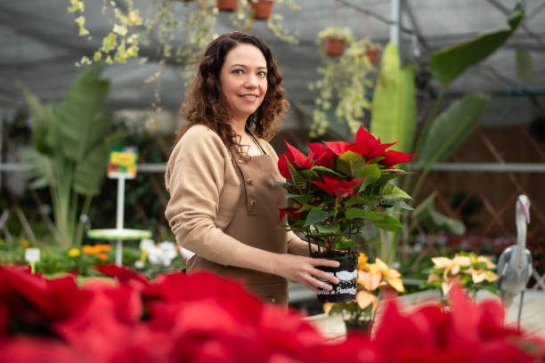 greenhouse gardener cares for her poinsettia - garden decoration stock pictures, royalty-free photos & images