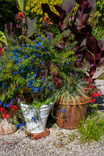 group of pots planted with mixed exotic plants in late summer - garden decoration stock pictures, royalty-free photos & images