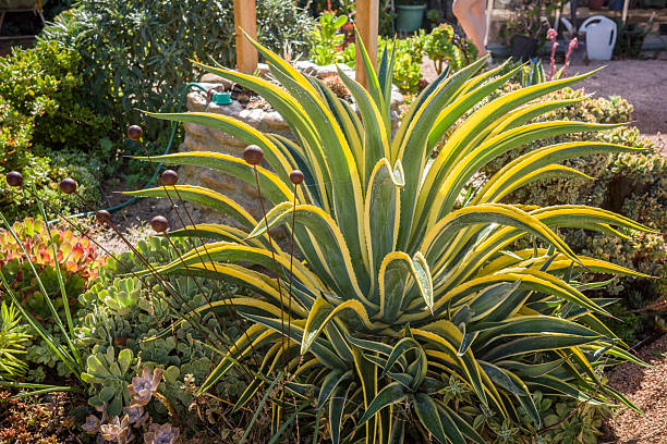 growing agave plants in the garden - garden decoration stock pictures, royalty-free photos & images