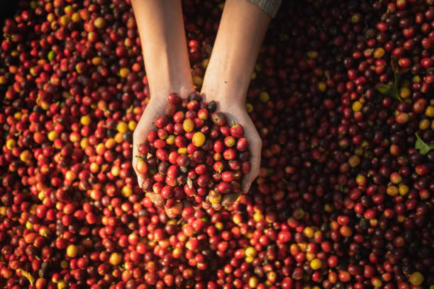 hands of farmer woman harvesting crops from the coffee plantation - coffee stock pictures, royalty-free photos & images