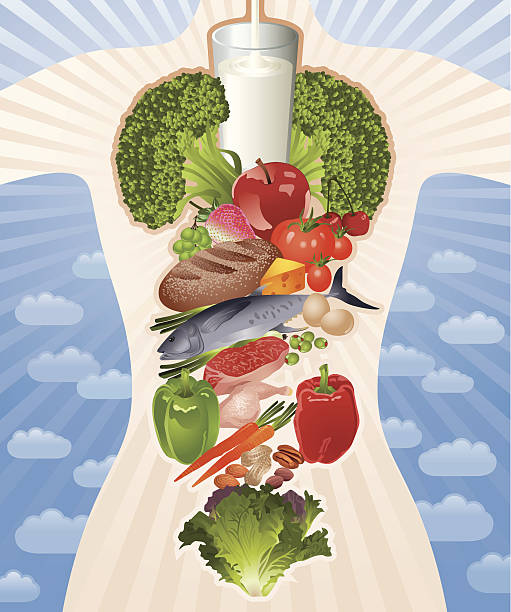 healthy body composed by healthy food vector - food stock illustrations
