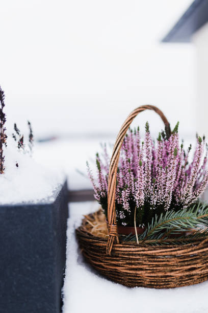 heathers in a basket in the snow - garden decoration stock pictures, royalty-free photos & images
