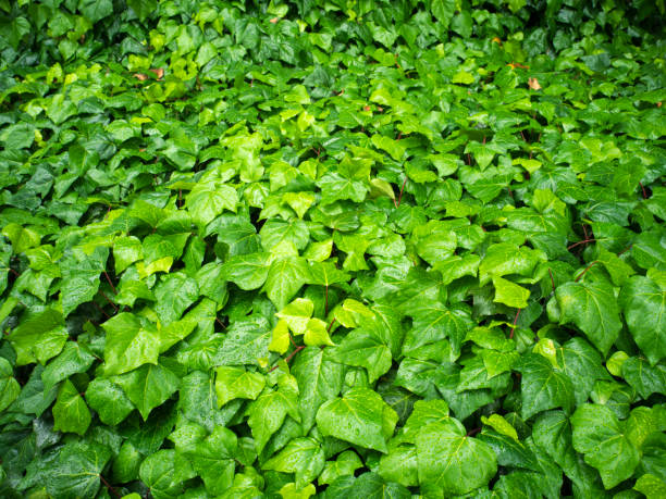 hedera helix background at osaka - garden decoration stock pictures, royalty-free photos & images