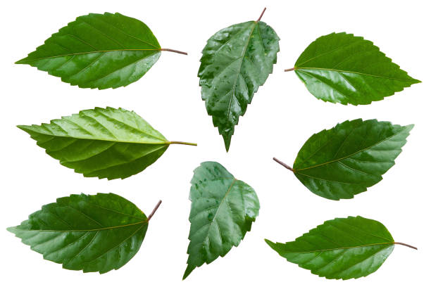 hibiscus (hibiscus) leaves isolated on white background, ready to use. - garden decoration stock pictures, royalty-free photos & images