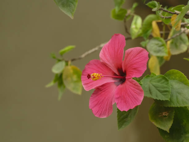 hibiscus rosa-sinensis flower - garden decoration stock pictures, royalty-free photos & images