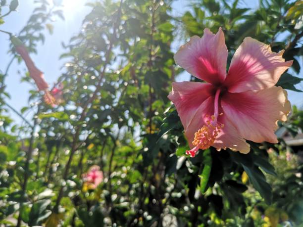 hibiscus rosa-sinensis hibiscus malvaceae pink red flower blooming in garden nature background - garden decoration stock pictures, royalty-free photos & images