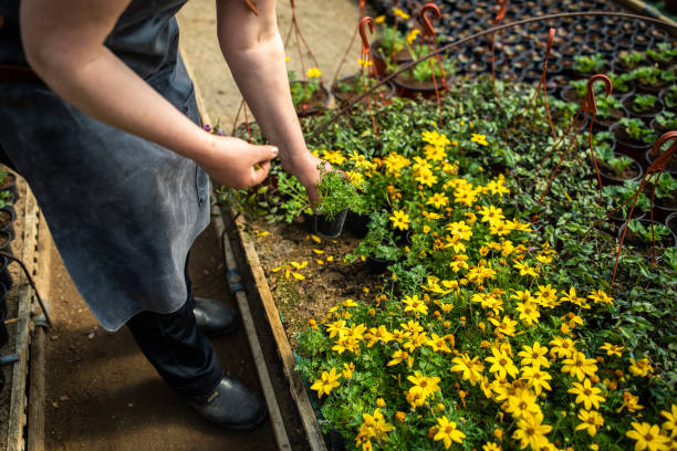 high angle view of unrecognizable woman taking care of plants - garden decoration stock pictures, royalty-free photos & images