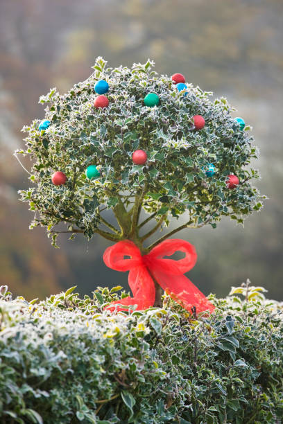 holly hedge - garden decoration stock pictures, royalty-free photos & images