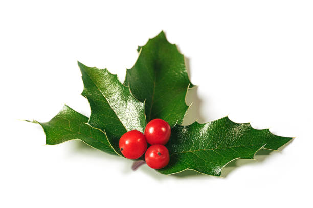 holly leaves decoration with red berries. - home decoration stockfoto's en -beelden