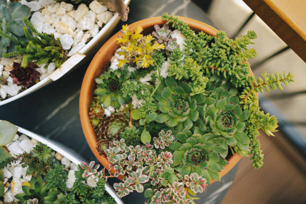 home garden with succulents - garden decoration stock pictures, royalty-free photos & images