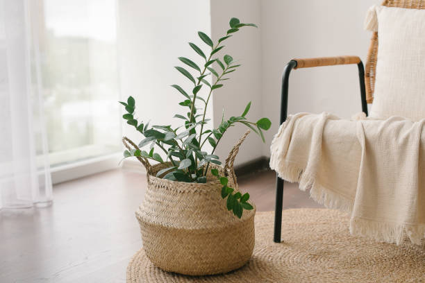 home plant zanzibar gem, zz plant in straw basket on floor near cozy armchair with beige plaid. - home decoration stock pictures, royalty-free photos & images