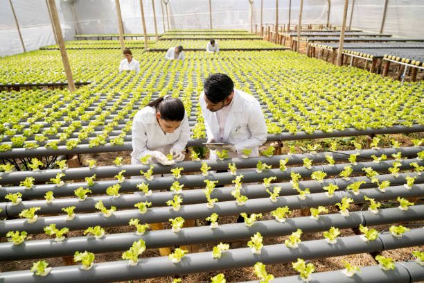 horticulturalists checking the growth of lettuce at a hydroponic crop - food stock pictures, royalty-free photos & images