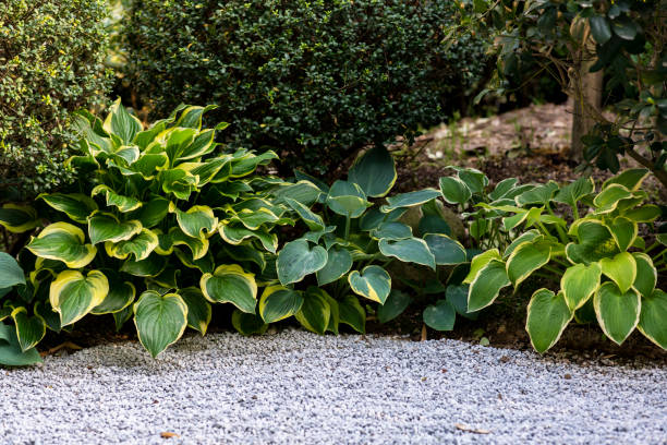 hosta giboshi leaf sprouts close up - garden decoration stock pictures, royalty-free photos & images