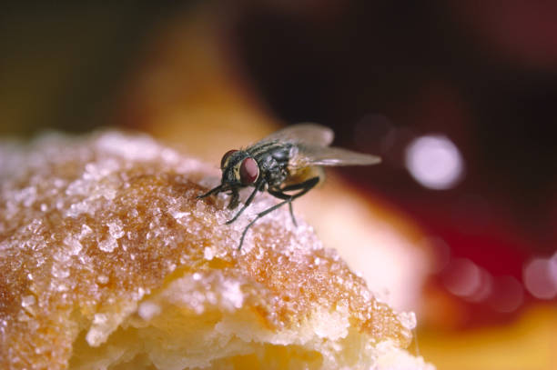 house fly musca domestica feeding - food stock pictures, royalty-free photos & images