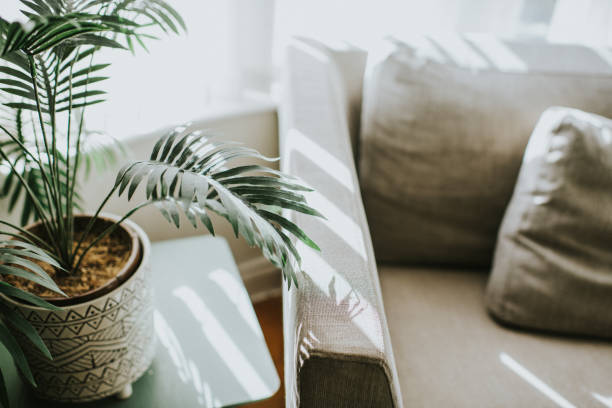 house plant - home decoration stock pictures, royalty-free photos & images