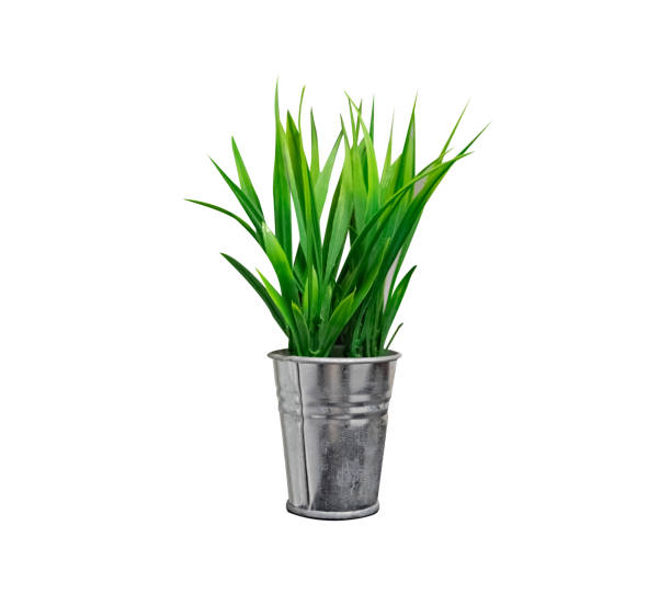 house plants in silver pots - garden decoration stock pictures, royalty-free photos & images