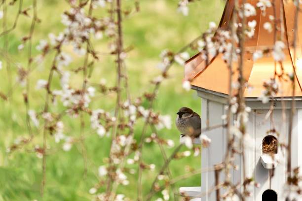 house sparrow perched on a birdhouse. - garden decoration stock pictures, royalty-free photos & images
