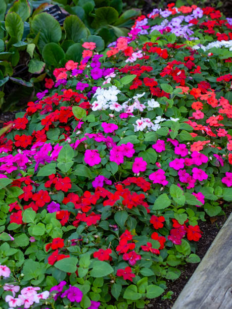 hybrid of impatiens flowers design - garden decoration stockfoto's en -beelden