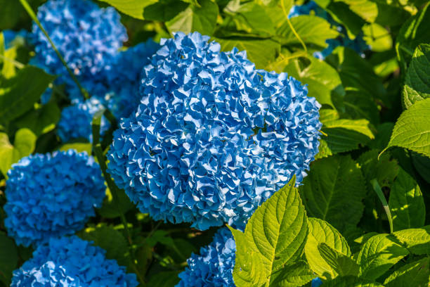 hydrangea flowers - garden decoration stock pictures, royalty-free photos & images