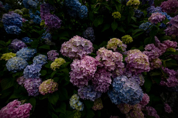 hydrangeas blooming in garden - garden decoration stock pictures, royalty-free photos & images