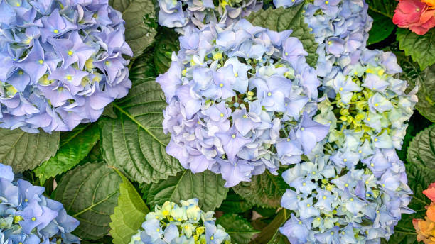 hydrangeas growing - garden decoration stock pictures, royalty-free photos & images
