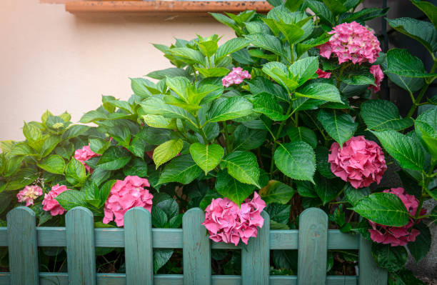 hydrangeas growing outside a window. - garden decoration stockfoto's en -beelden