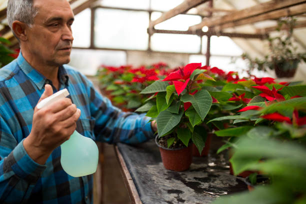 i take care of my flowers - garden decoration stock pictures, royalty-free photos & images