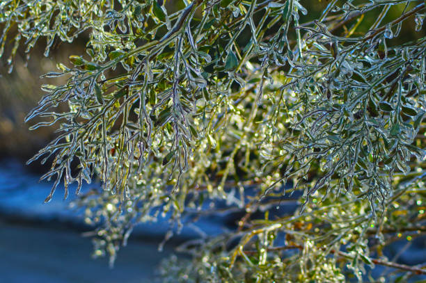 ice plants #3 - garden decoration stock pictures, royalty-free photos & images