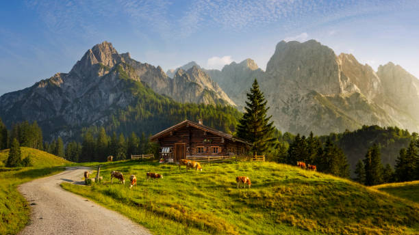 idyllic landscape in the alps with mountain chalet and cows in springtime - food stock pictures, royalty-free photos & images
