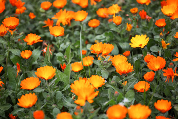image of calendula officinalis - garden decoration stock pictures, royalty-free photos & images