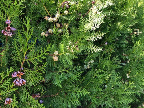 image of thuja occidentalis texture - garden decoration stockfoto's en -beelden