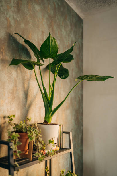 indoor garden in the windowsill of an apartment in bushwick, brooklyn - home decoration stock pictures, royalty-free photos & images