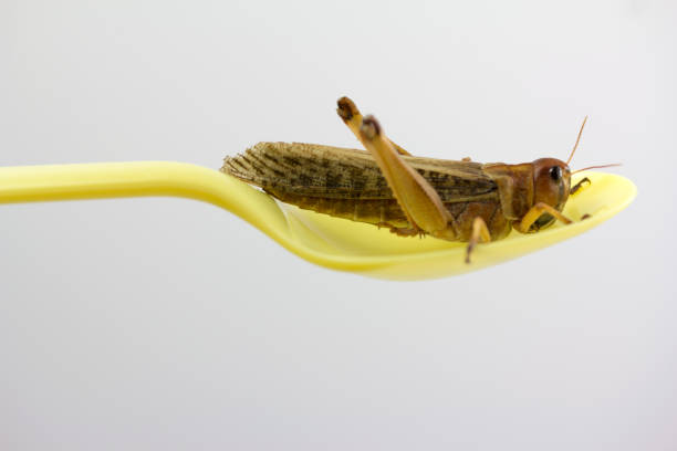 insect in a yellow plastic spoon. ready to eat - food stock pictures, royalty-free photos & images