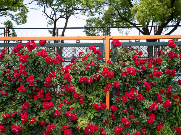 iron fence and rose - garden decoration stock pictures, royalty-free photos & images
