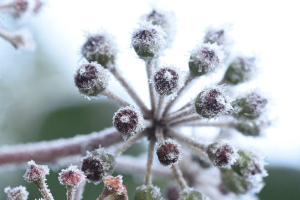 ivy covered with hoarfrost - garden decoration stock pictures, royalty-free photos & images