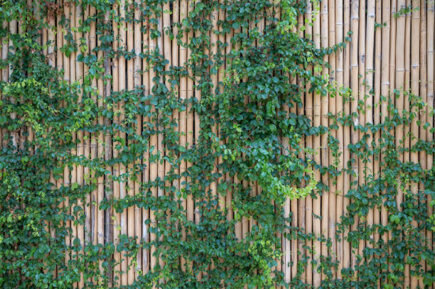 ivy growth cover bamboo wall background - garden decoration stockfoto's en -beelden