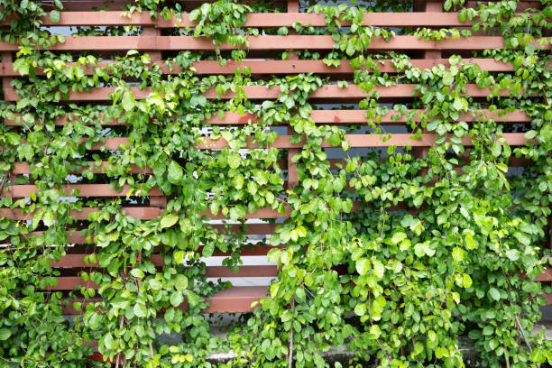 ivy growth cover wood wall background - garden decoration stock pictures, royalty-free photos & images