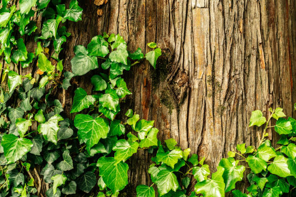 ivy on tree bark background with copy space - garden decoration stockfoto's en -beelden