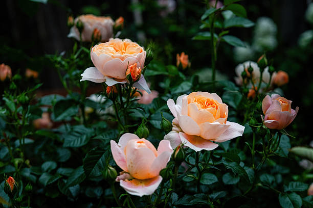 juicy terrazza rose - garden decoration stock pictures, royalty-free photos & images