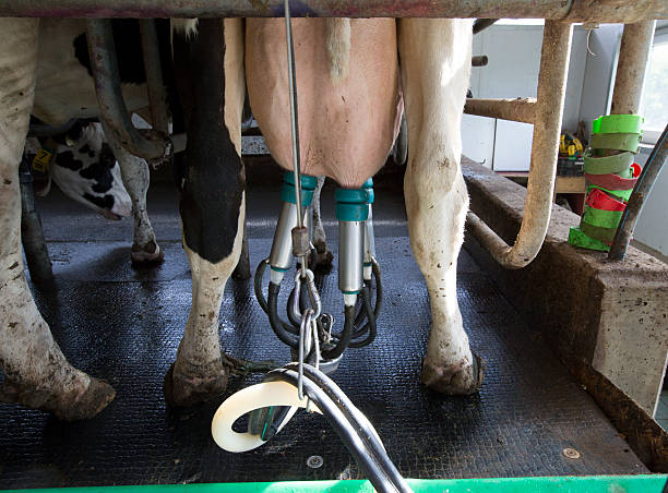 Junk ood milk. For many farmers the low milk prices mean existancial anxiety. The photo shows a single milk cow during milking.