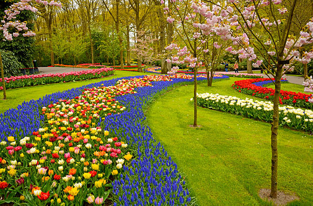 keukenhof - garden decoration stock pictures, royalty-free photos & images