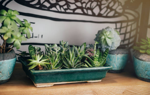 kitchen shelves for home plants against wall. - garden decoration stock-fotos und bilder