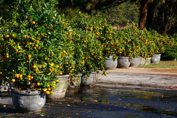 kumquats tree selling on street during tet holiday in vietnam - garden decoration stock pictures, royalty-free photos & images