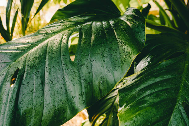 large monstera leaf in the green house. trendy natural background - garden decoration stockfoto's en -beelden
