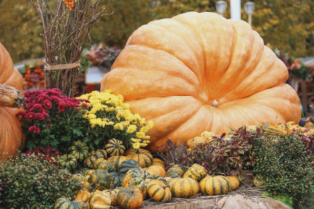 large yellow and small colorful organic pumpkins at the farm market - garden decoration stock pictures, royalty-free photos & images