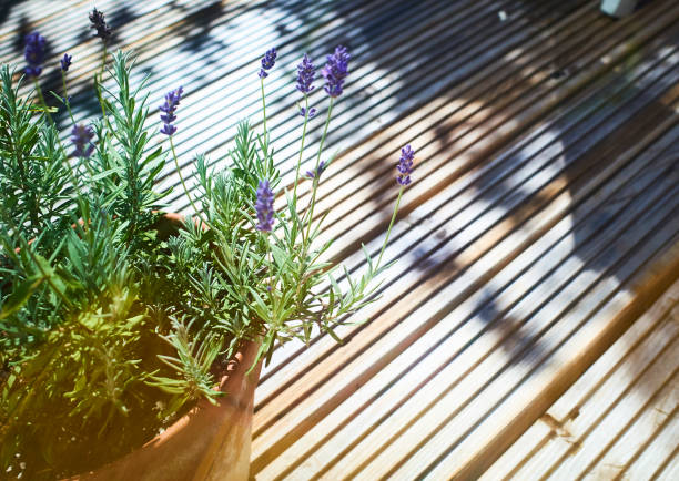 lavender flowers plant on patio in summer - garden decoration stock pictures, royalty-free photos & images